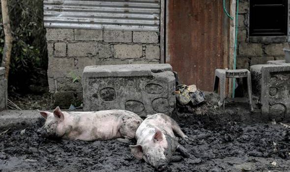 Penyakit misteri landa Bali, lebih seribu babi mati.