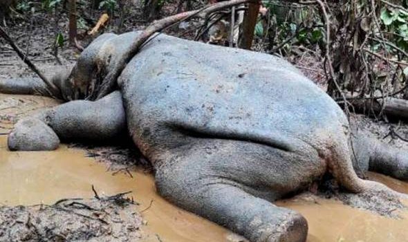 Gajah Borneo Pygmy betina ditemukan mati