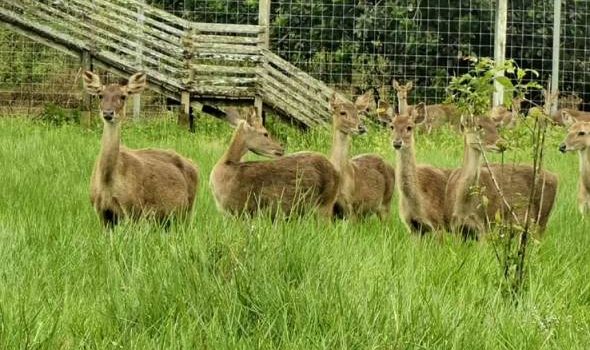 Terengganu bakal jadi pengeluar rusa Timorensis terbesar