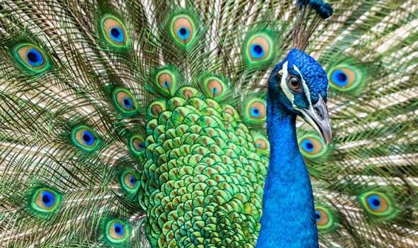 Taman eko burung merak kini dibuka kepada orang ramai