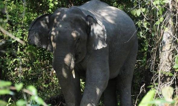 Anggaran bilangan gajah lebih kecil di kawasan tengah Sabah tidak menunjukkan penurunan populasi – WWF Malaysia