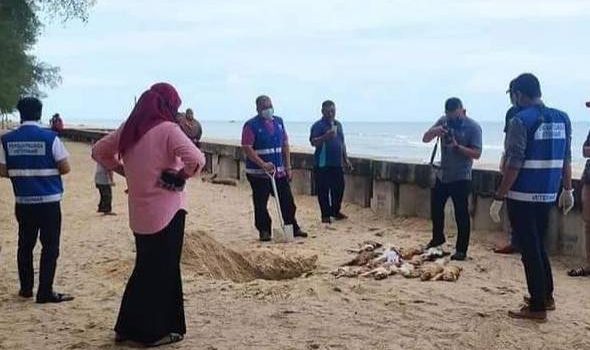 Polis buka kertas siasatan kes bunuh kucing di Besut